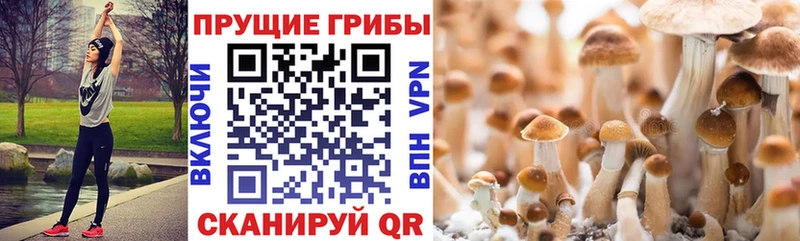 Галлюциногенные грибы Magic Shrooms  Купить где  Курчалой 